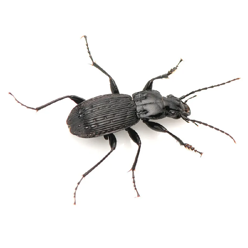 Photo of Pterostichus rothi