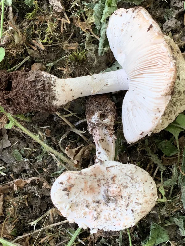 Photo of Amanita novinupta