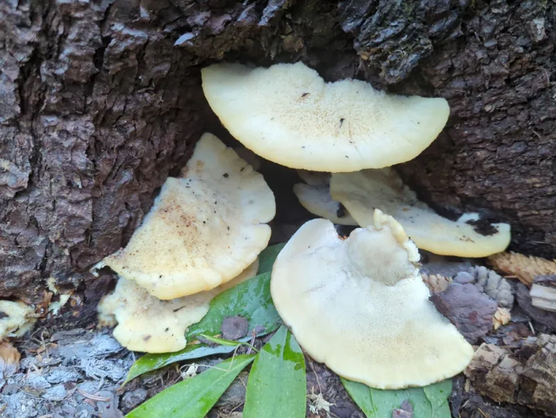 Photo of Climacocystis borealis