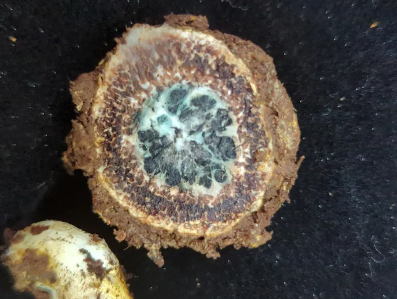 Photo of Elaphomyces muricatus